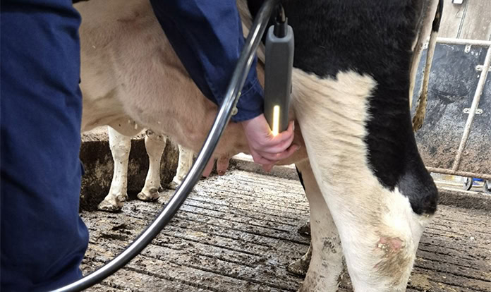 New mastitis project aims to reduce antibiotic use and milk waste