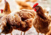 New nanoparticle mRNA vaccine targets infectious bronchitis in chickens