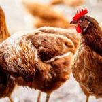 New nanoparticle mRNA vaccine targets infectious bronchitis in chickens