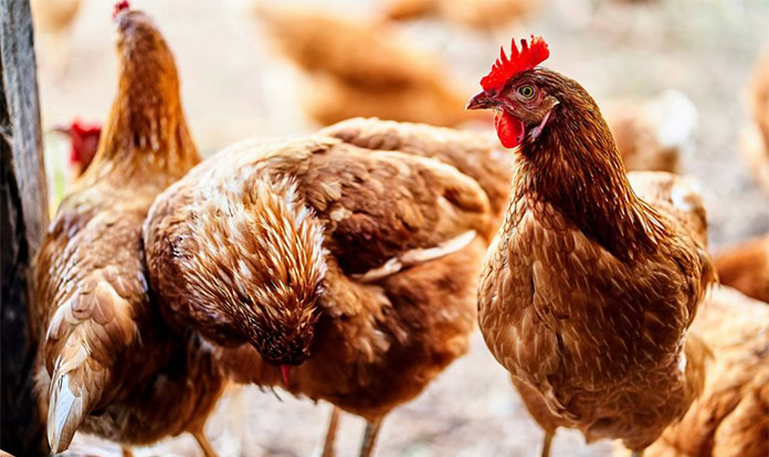 New nanoparticle mRNA vaccine targets infectious bronchitis in chickens