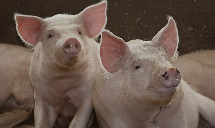 New partnership to boost NutriQuest’s presence in global feed market