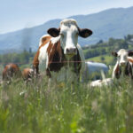 New partnership to support climate-smart livestock solutions