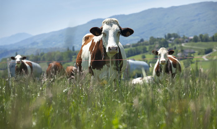 New partnership to support climate-smart livestock solutions