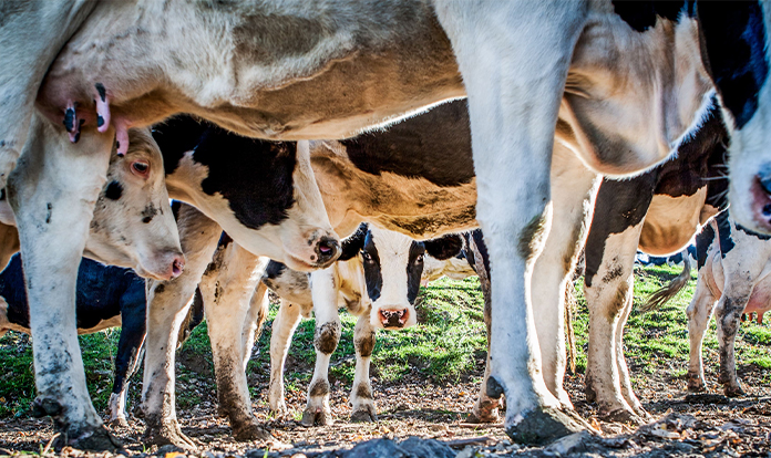 New publication: Microbial bedding conditioner preserves udder health