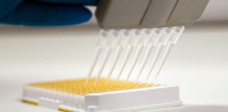 New rapid test developed for toxic ergot alkaloids in cereal grains