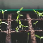 New regulation of EU paves the way for insect industry