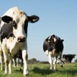 New research demonstrates methane reduction benefits for Optomega