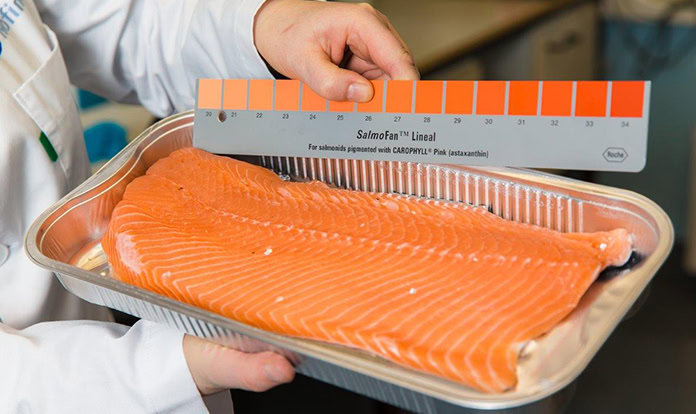 New research details fillet colour status in farmed salmon