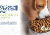 New research explores plasma’s impact on digestibility and gut health in dogs