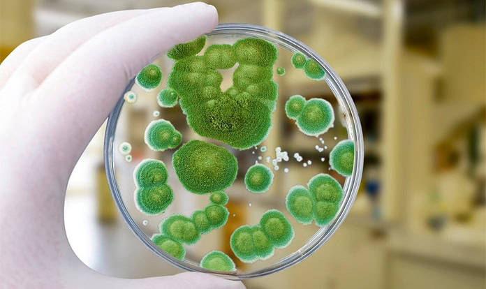 New research finds anti-fungal blend decreases mould spores