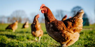 New research reveals diverse APEC threats for poultry