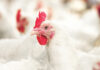 New research reveals effects of Orego-Stim and pHorce supplementation in broilers