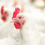 New research reveals effects of Orego-Stim and pHorce supplementation in broilers