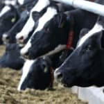 New ruminant meta-analysis from Alltech addresses protein challenges, carbon footprint and profitability