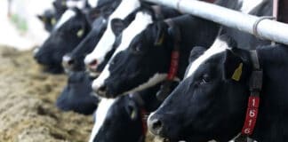 New ruminant meta-analysis from Alltech addresses protein challenges, carbon footprint and profitability