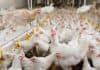 New solutions for improve broiler performance and welfare