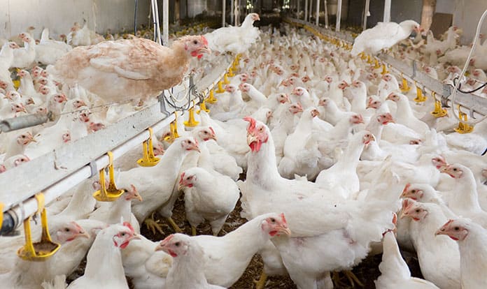 New solutions for improve broiler performance and welfare