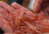 New studies spotlight the sustainability of krill