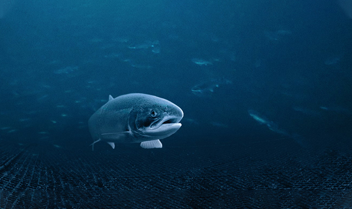 New study:  Krill diet fulfills choline needs in Atlantic salmon