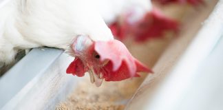 New study: Yeast cell wall extract improves layer performance