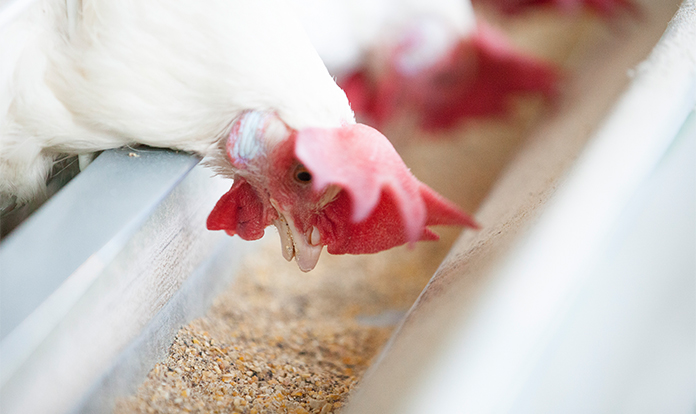 New study: Yeast cell wall extract improves layer performance