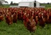 New study: Zivo's active ingredients reduce transmission of avian influenza