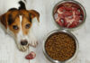 New study compares raw and kibble diets in dogs