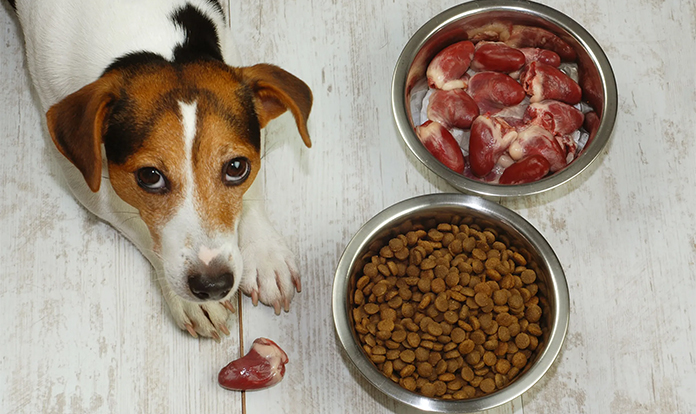 New study compares raw and kibble diets in dogs