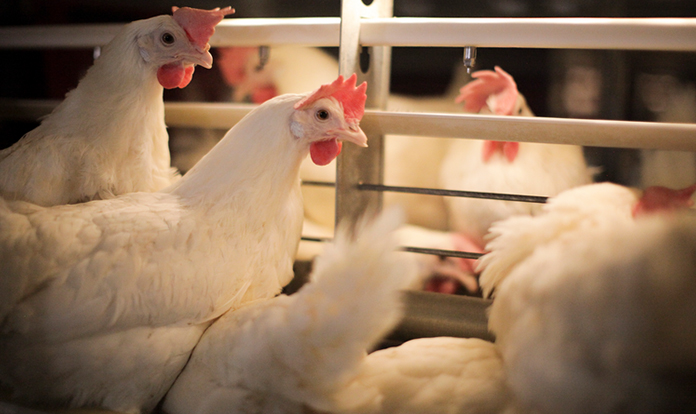 New study confirms positive benefits of Alltech’s Bioplex® in layer production