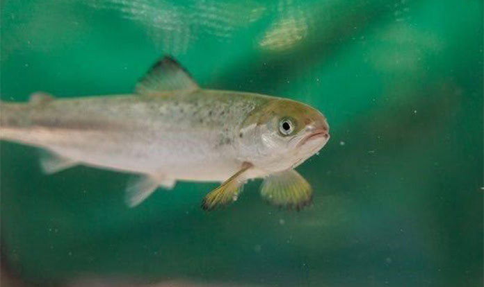 New study details salmon's response to hydrogen sulphide
