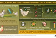 ¬¬¬New study explores LP diet supplemented with essential amino acids