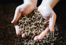 New study focuses on low environmental impact of BSF farming