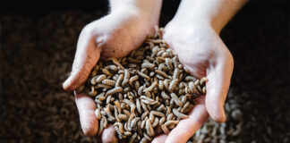 New study focuses on low environmental impact of BSF farming