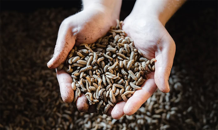 New study focuses on low environmental impact of BSF farming