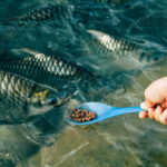 New study highlights circularity in aquafeed formulation