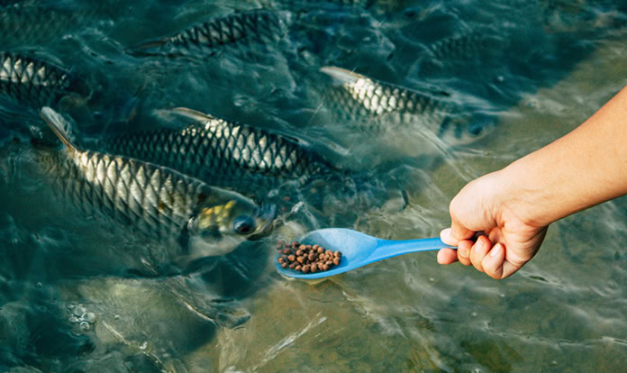 New study highlights circularity in aquafeed formulation