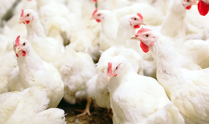 New study highlights effect of Nor-Feed’s citrus extract additive in broilers diets