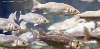 New study highlights microencapsulated phytogenics to combat Yersinia pathogen