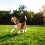 New study highlights promising effects of ADM’s postbiotic on canine health