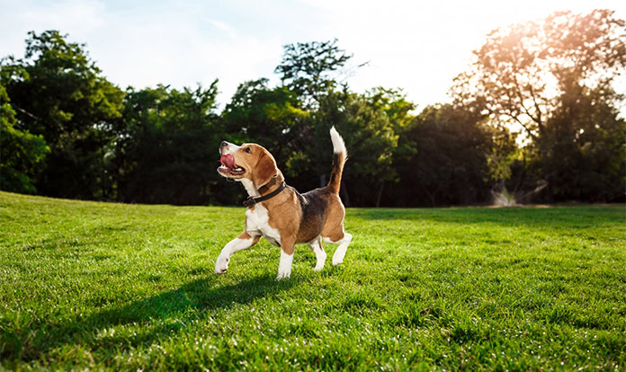 New study highlights promising effects of ADM’s postbiotic on canine health