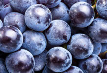 New study highlights standardized dry grape extract for avian bone health