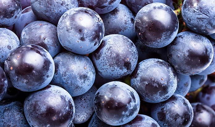 New study highlights standardized dry grape extract for avian bone health