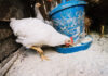 New study links nutrient consistency to broiler health