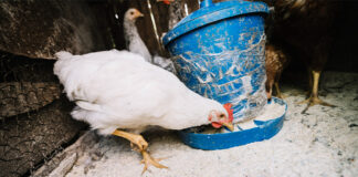 New study links nutrient consistency to broiler health