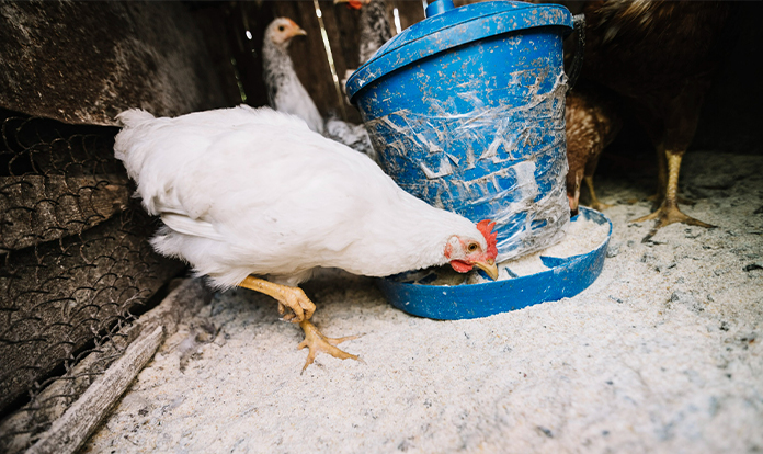 New study links nutrient consistency to broiler health