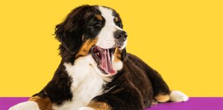 New study suggests fungal protein improves gut health and digestion in dogs