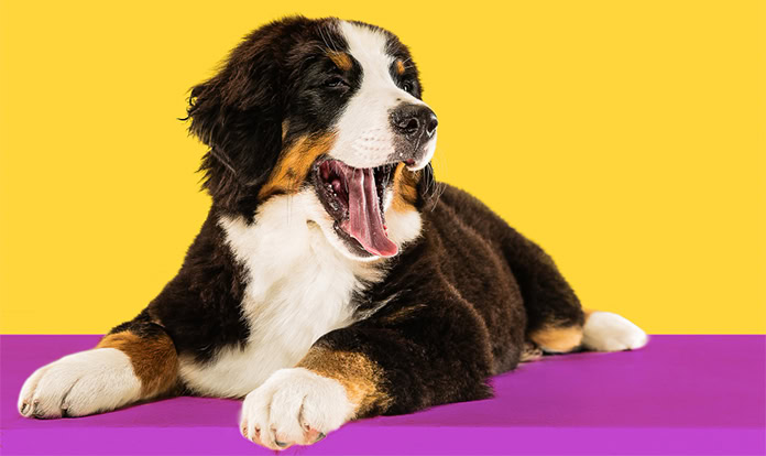 New study suggests fungal protein improves gut health and digestion in dogs