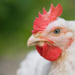 New study to review poultry welfare in handling practices