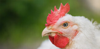 New study to review poultry welfare in handling practices