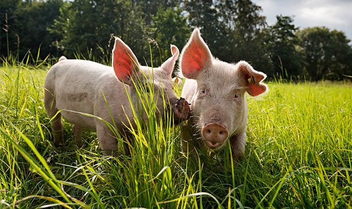 New study validates bioactive peptides in Bioiberica’s Palbio